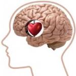 ¿Querer con el corazón o con la cabeza? La parte del cerebro que rige nuestras emociones