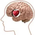¿Querer con el corazón o con la cabeza? La parte del cerebro que rige nuestras emociones