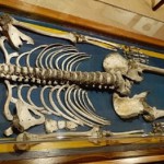 El gigante del museo
