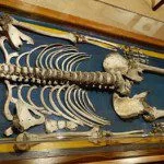 El gigante del museo