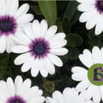 Las flores de las enfermedades mentales