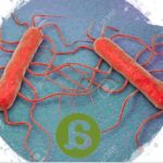 Listeriosis: una infección antigua en un mundo moderno