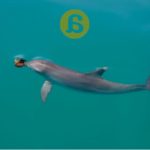 ¿Sueñan las ballenas con jardines de plancton? Algunos apuntes sobre Cultura Animal