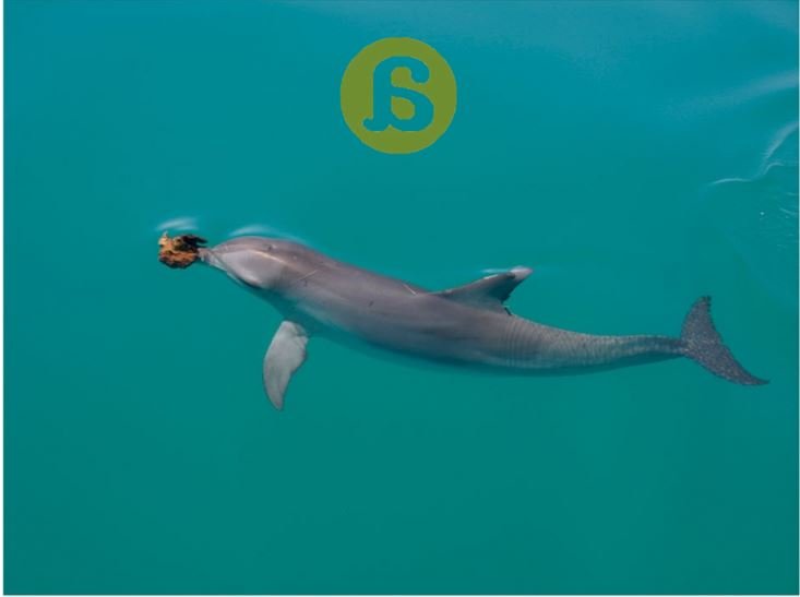 ¿Sueñan las ballenas con jardines de plancton? Algunos apuntes sobre Cultura Animal