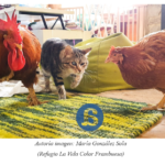 Los animales en la Antropología