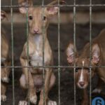 El maltrato animal en España