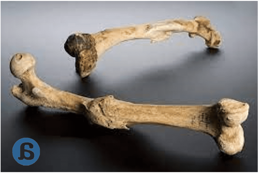 Margaret Mead y el primer signo de civilización