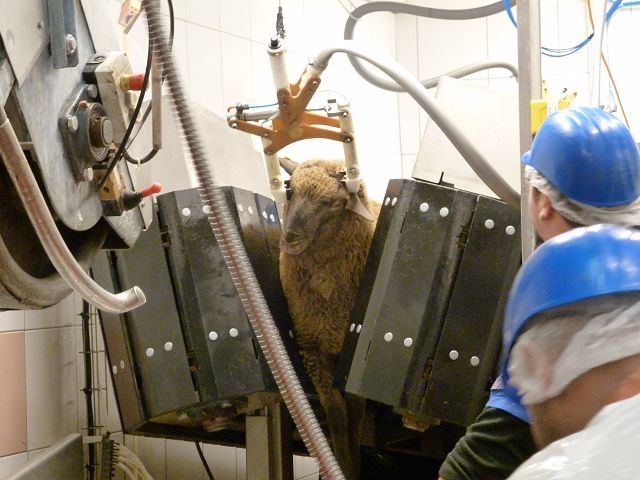 Veganismo: la única alternativa posible ante el sufrimiento animal 1 Clarens Halal Schlachtung 20