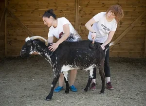Veganismo: la única alternativa posible ante el sufrimiento animal 3 voluntarios santuario animales.jpg