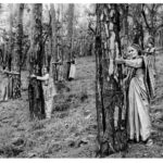 EL ORIGEN OLVIDADO DEL ABRAZO A LOS ARBOLES.